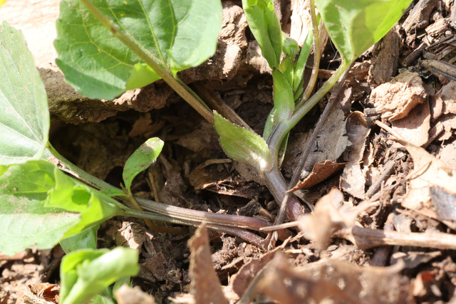 Viola eriocarpa - stem