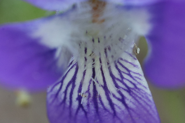 Viola fimbriatula