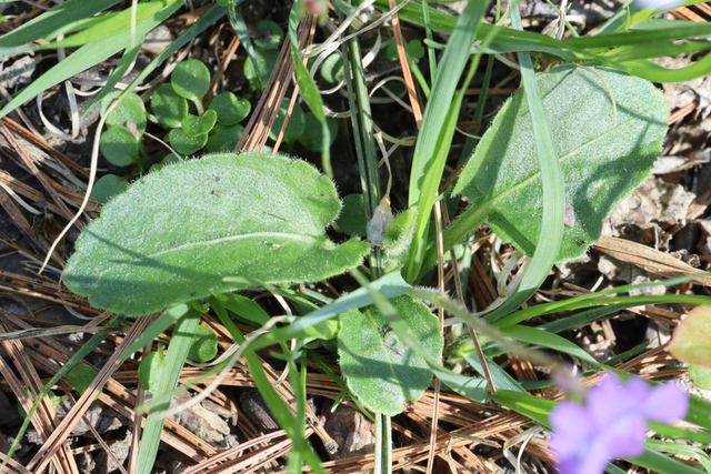 Viola fimbriatula - leaves