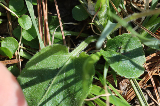 Viola fimbriatula - leaves