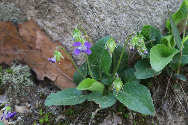 Viola fimbriatula - plant