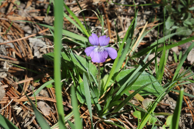 Viola fimbriatula - plant