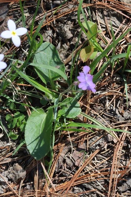 Viola fimbriatula - plant