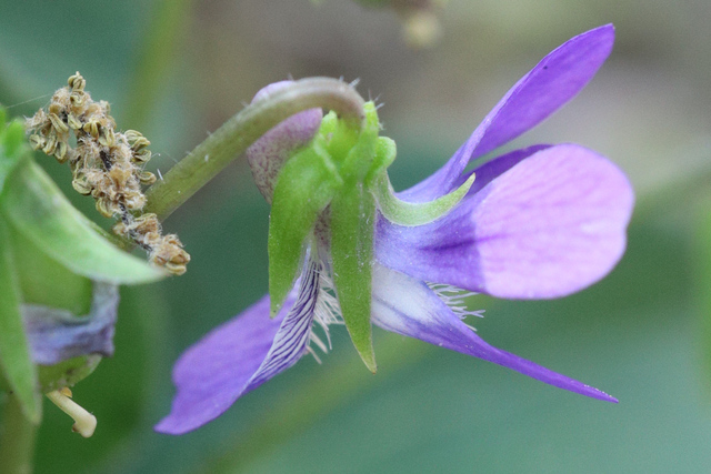Viola fimbriatula - sepals