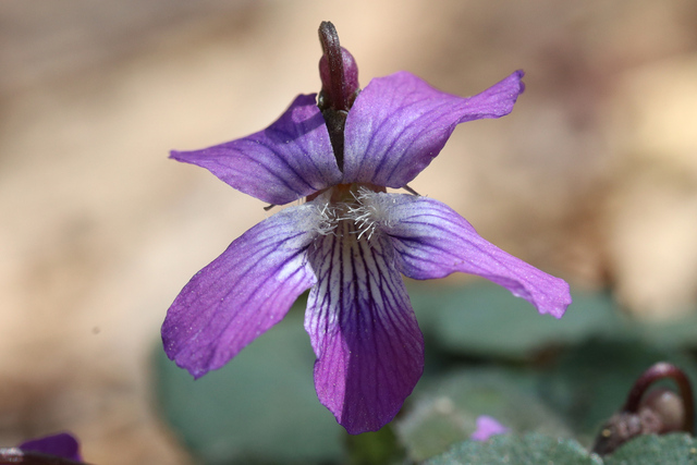 Viola hirsutula