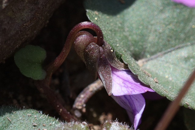 Viola hirsutula