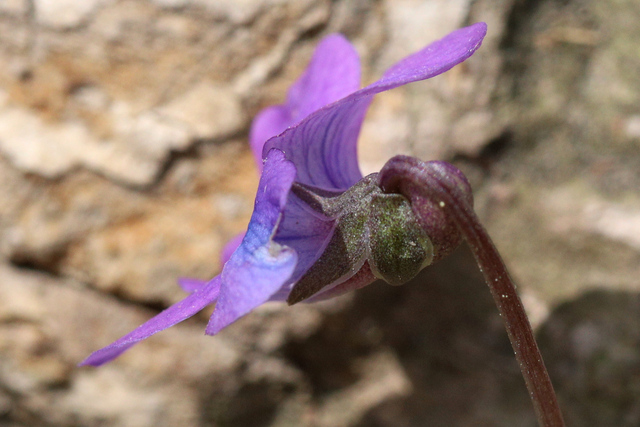 Viola hirsutula