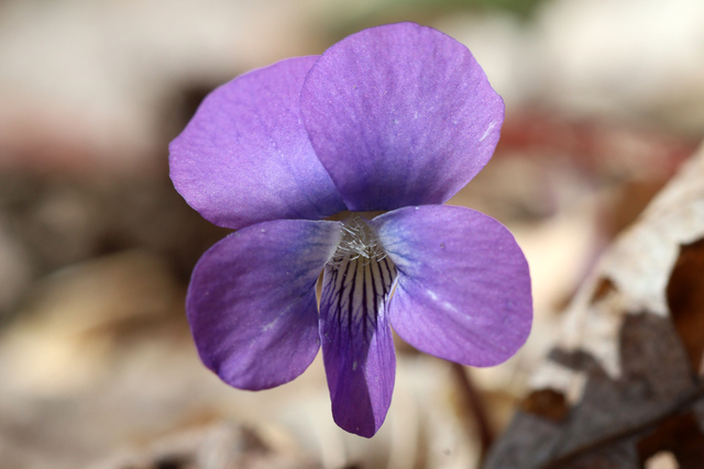 Viola hirsutula