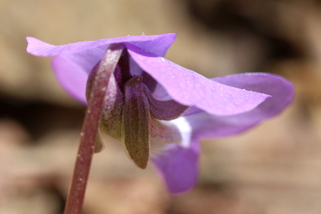 Viola hirsutula