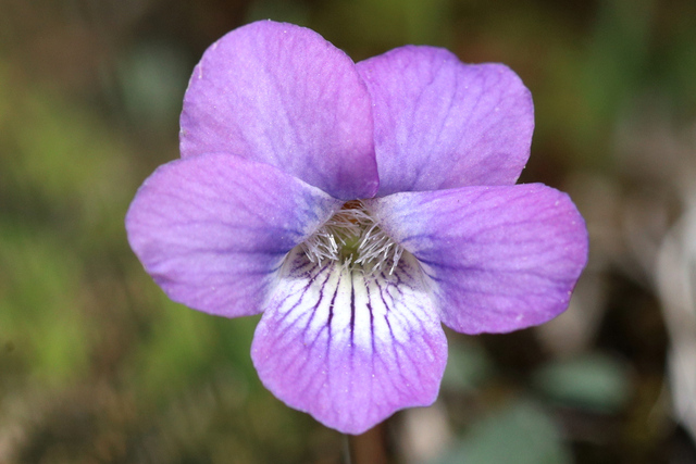 Viola hirsutula