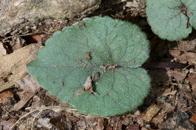 Viola hirsutula - leaves