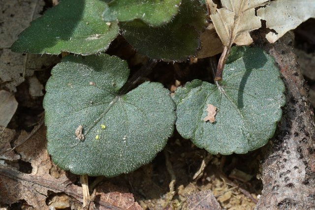 Viola hirsutula - leaves