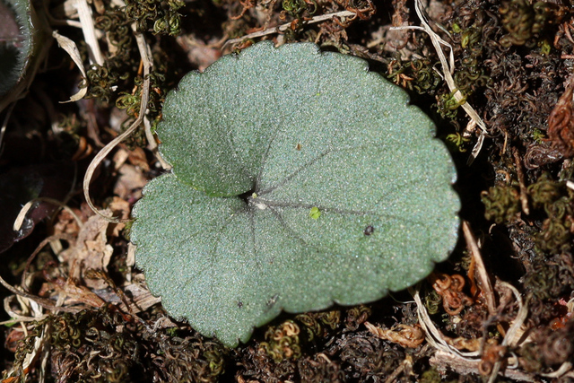 Viola hirsutula - leaves