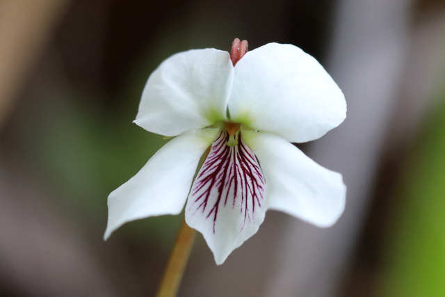 Viola lanceolata