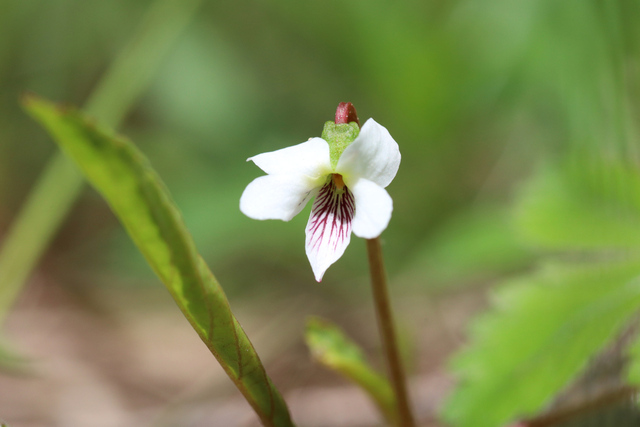 Viola lanceolata