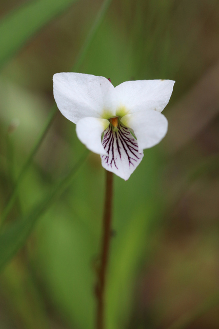 Viola lanceolata