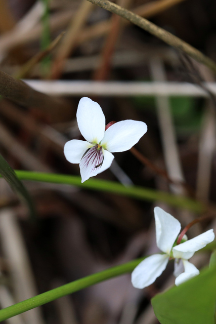 Viola lanceolata