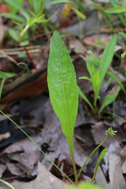 Viola lanceolata - leaves