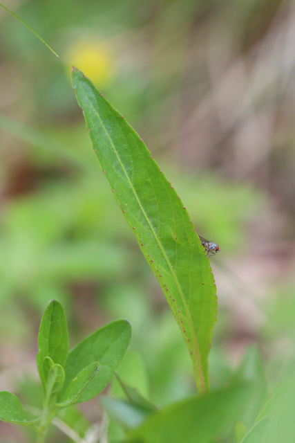 Viola lanceolata - leaves