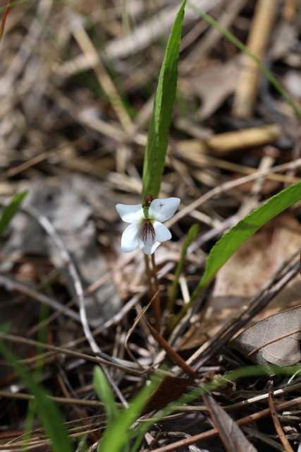 Viola lanceolata - plant