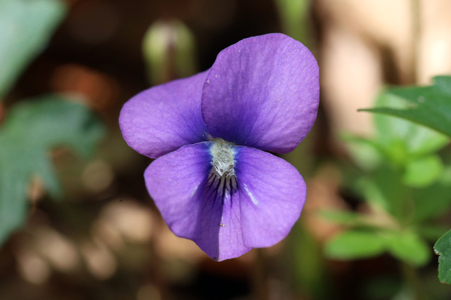 Viola palmata