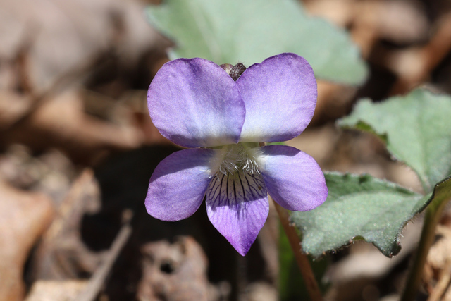 Viola palmata