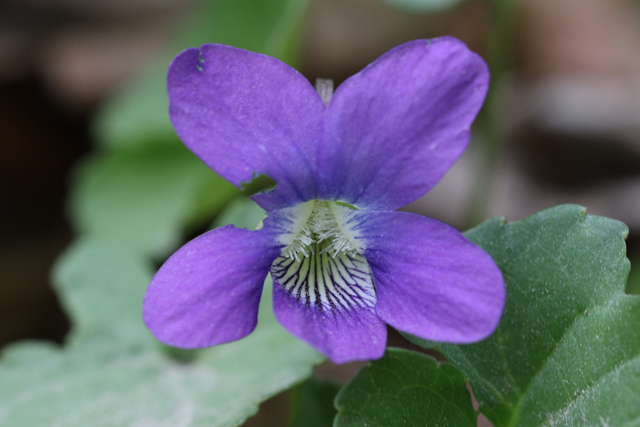 Viola palmata