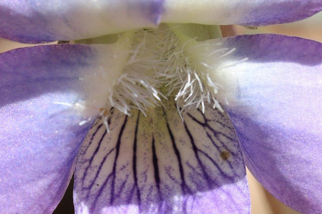 Viola palmata