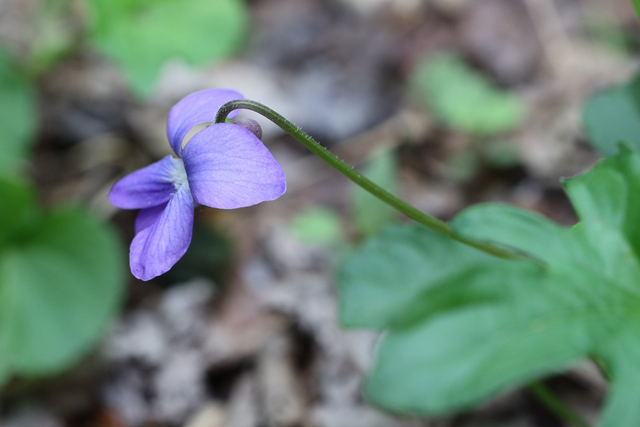 Viola palmata