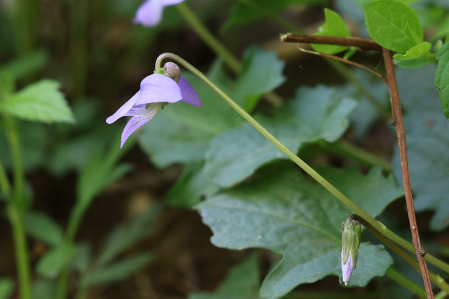 Viola palmata