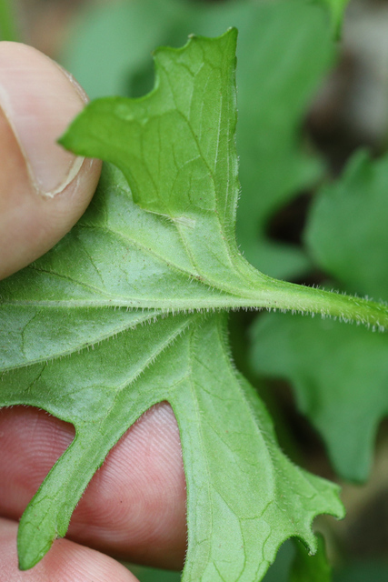 Viola palmata - leaf underside