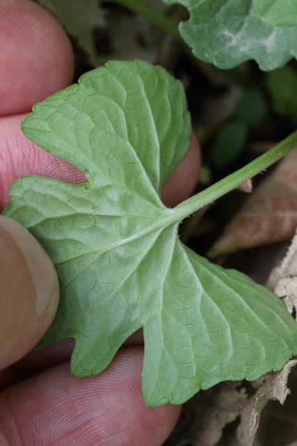 Viola palmata - leaf underside