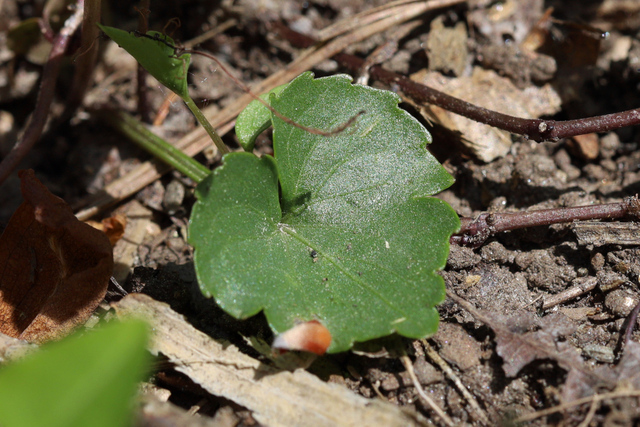 Viola palmata - leaves