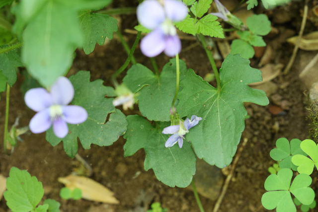 Viola palmata - leaves