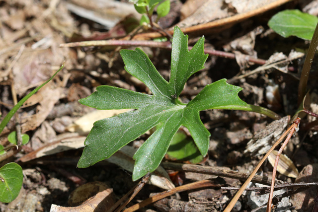 Viola palmata - leaves