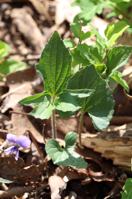 Viola palmata - leaves