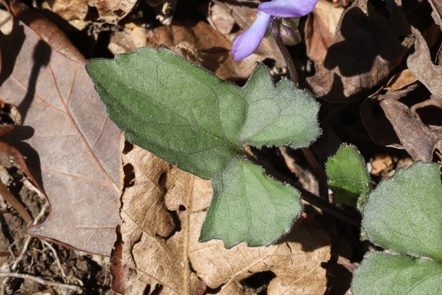 Viola palmata - leaves