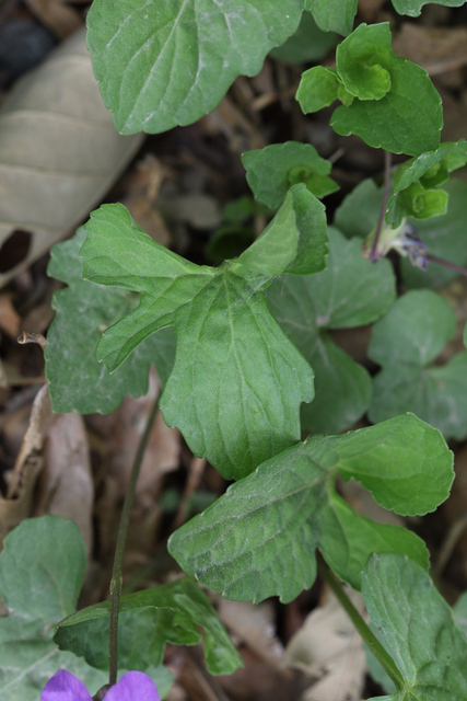 Viola palmata - leaves