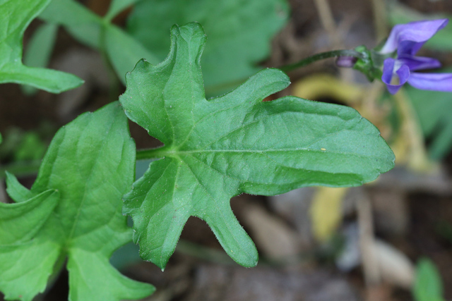 Viola palmata - leaves