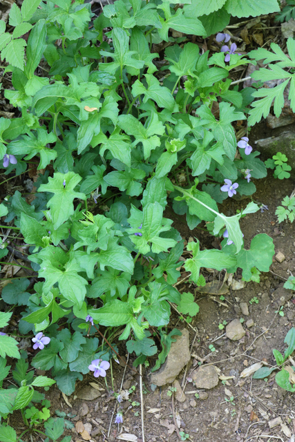 Viola palmata - plant