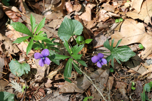 Viola palmata - plant