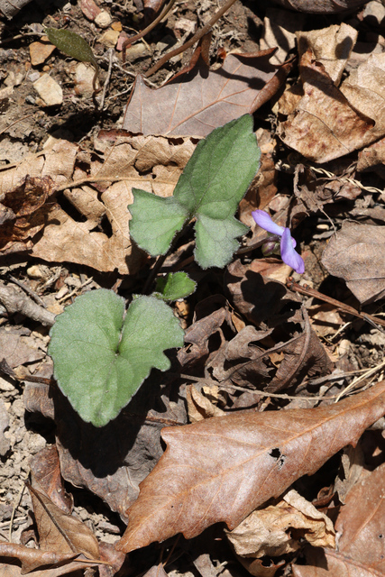 Viola palmata - plant