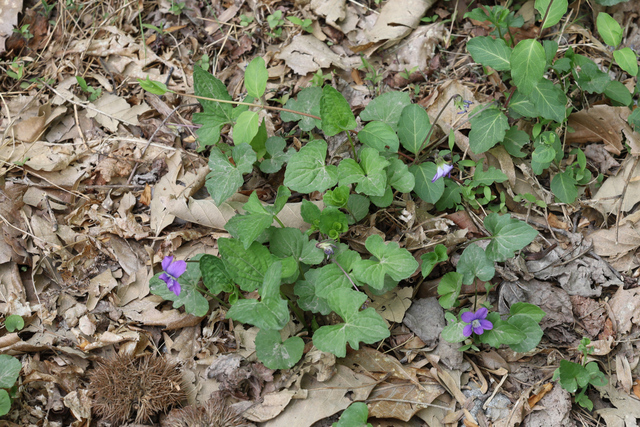 Viola palmata - plant