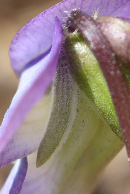 Viola palmata - sepals
