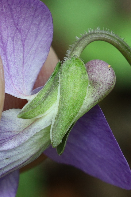 Viola palmata - sepals