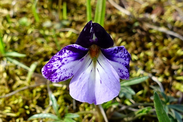 Viola pedata