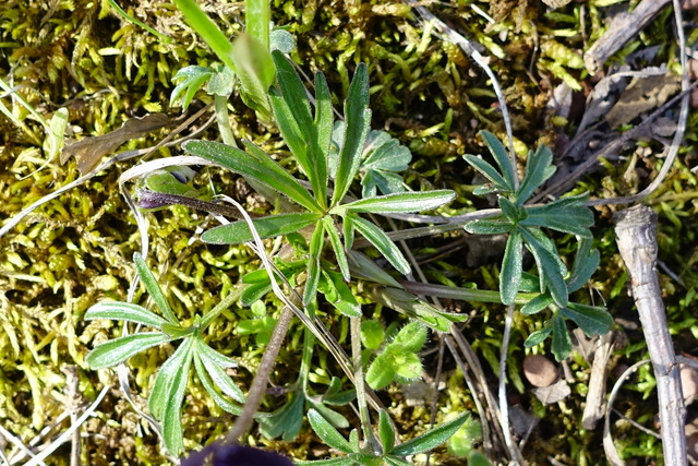 Viola pedata - leaves