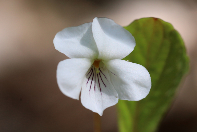 Viola primulifolia