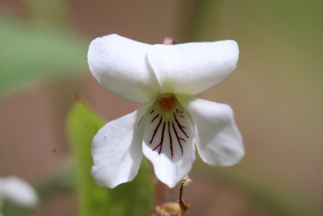 Viola primulifolia