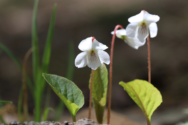 Viola primulifolia